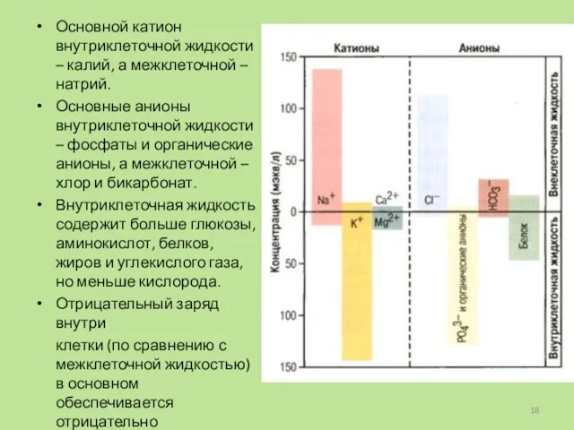 Основной катион внутриклеточной жидкости – калий, а межклеточной – натрий. Основные анионы