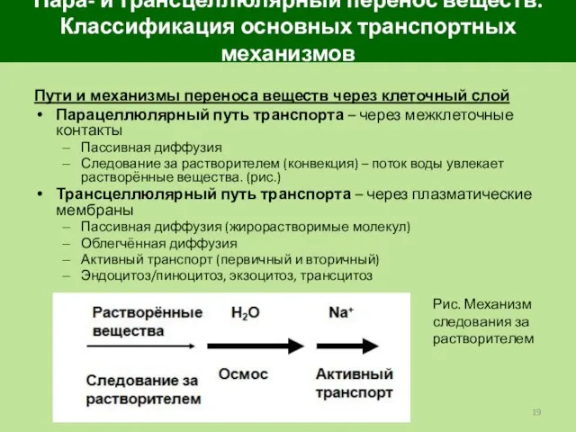 Пара- и трансцеллюлярный перенос веществ. Классификация основных транспортных механизмов Пути и механизмы