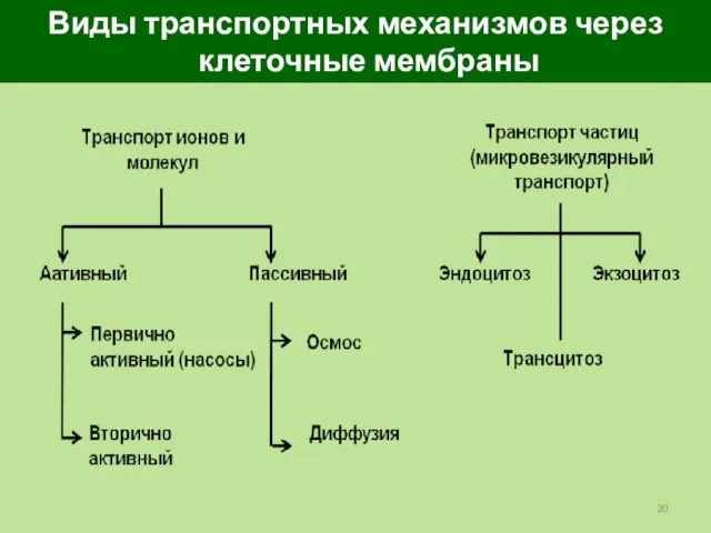 Виды транспортных механизмов через клеточные мембраны