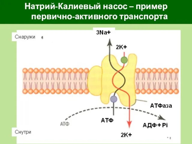 Натрий-Калиевый насос – пример первично-активного транспорта