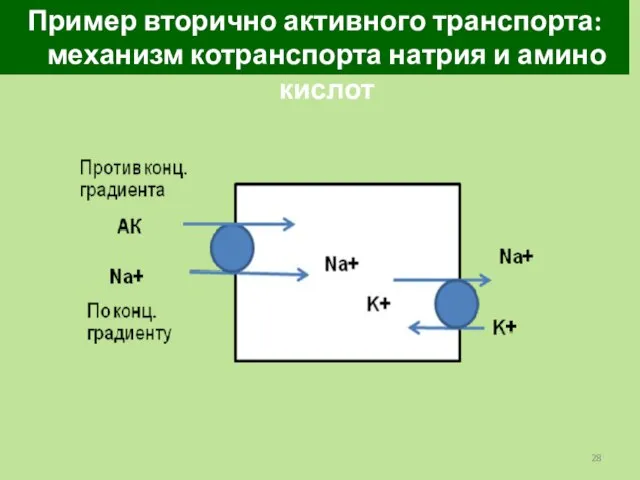 Пример вторично активного транспорта: механизм котранспорта натрия и амино кислот