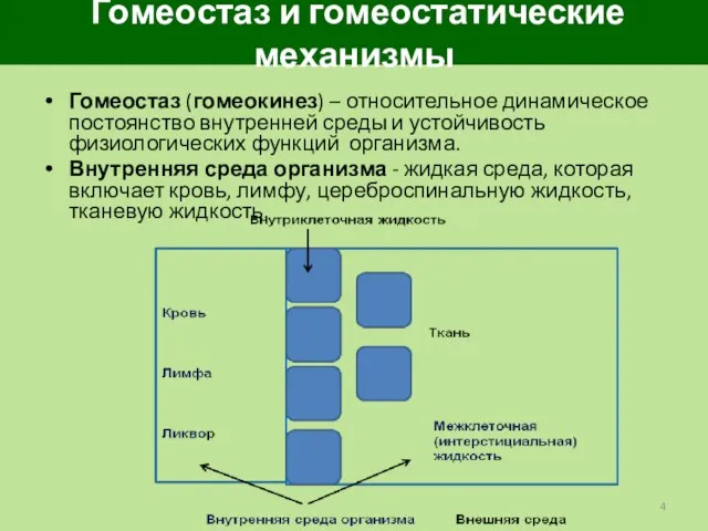 Гомеостаз и гомеостатические механизмы Гомеостаз (гомеокинез) – относительное динамическое постоянство внутренней среды