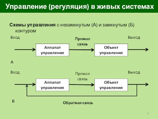 Управление (регуляция) в живых системах Схемы управления с незамкнутым (А) и замкнутым (Б) контуром