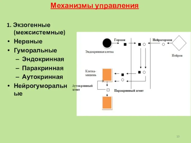 1. Экзогенные (межсистемные) Нервные Гуморальные Эндокринная Паракринная Аутокринная Нейрогуморальные Механизмы управления