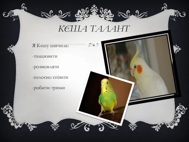 КЄША ТАЛАНТ Я Кєшу навчила: -танцювати -розмовляти -голосно співати -робити трюки