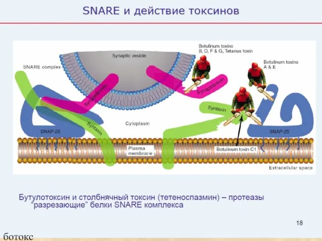 ботокс