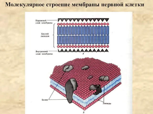 Молекулярное строение мембраны нервной клетки