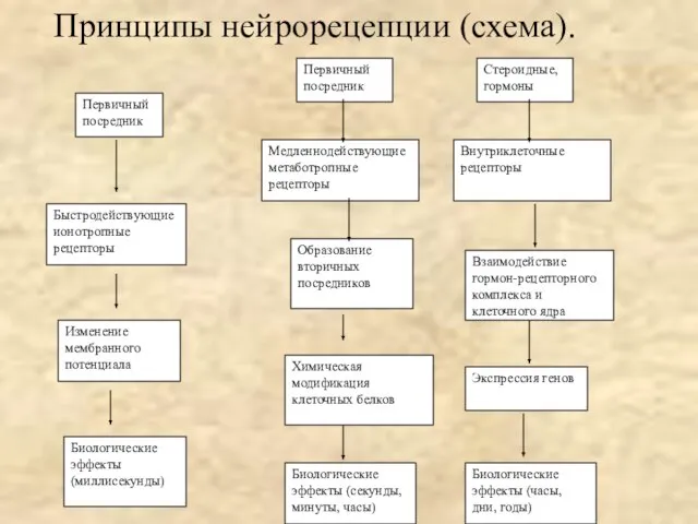 Первичный посредник Быстродействующие ионотропные рецепторы Изменение мембранного потенциала Биологические эффекты (миллисекунды) Первичный