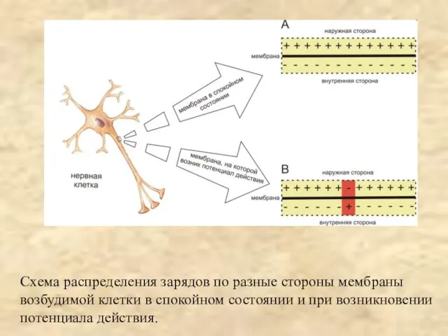 Схема распределения зарядов по разные стороны мембраны возбудимой клетки в спокойном состоянии