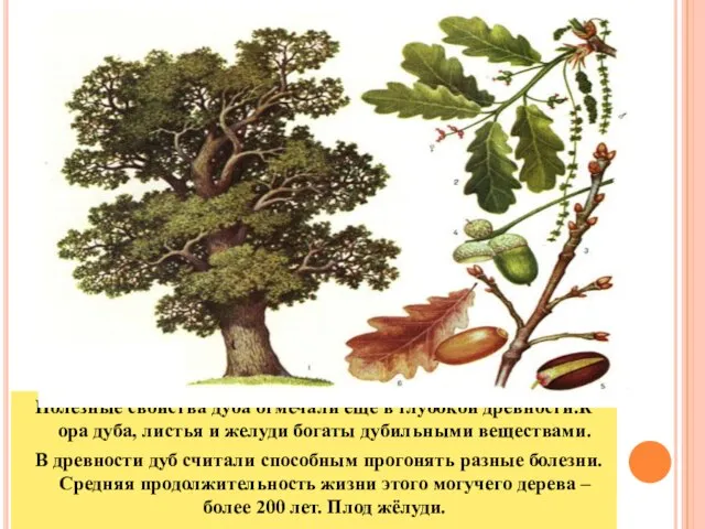 Полезные свойства дуба отмечали еще в глубокой древности.К ора дуба, листья и