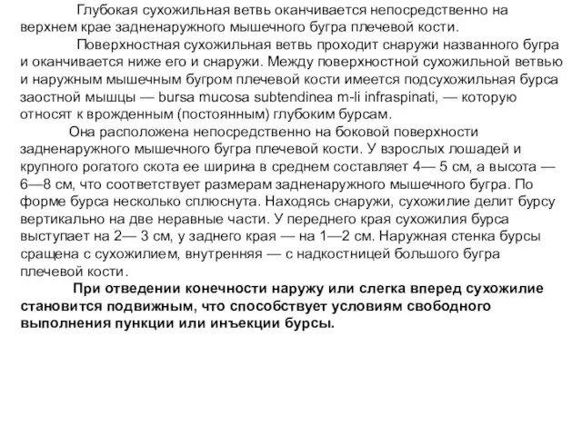 Глубокая сухожильная ветвь оканчивается непосредственно на верхнем крае задненаружного мышечного бугра плечевой