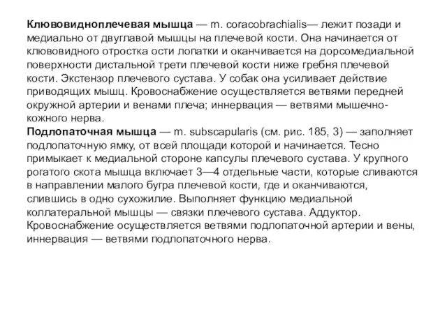 Клювовидноплечевая мышца — m. coracobrachialis— лежит позади и медиально от двуглавой мышцы