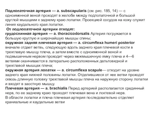 Подлопаточная артерия — a. subscapularis (см. рис. 185, 14) — с одноименной