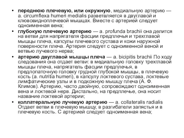 переднюю плечевую, или окружную, медиальную артерию — a. circumflexa humeri medialis разветвляется