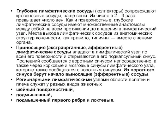 Глубокие лимфатические сосуды (коллекторы) сопровождают кровеносные сосуды, чаще вены. Их число в