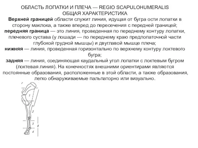 ОБЛАСТЬ ЛОПАТКИ И ПЛЕЧА — REGIO SCAPULOHUMERALIS ОБЩАЯ ХАРАКТЕРИСТИКА Верхней границей области