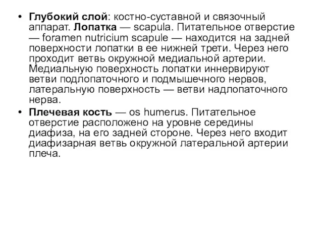 Глубокий слой: костно-суставной и связочный аппарат. Лопатка — scapula. Питательное отверстие —