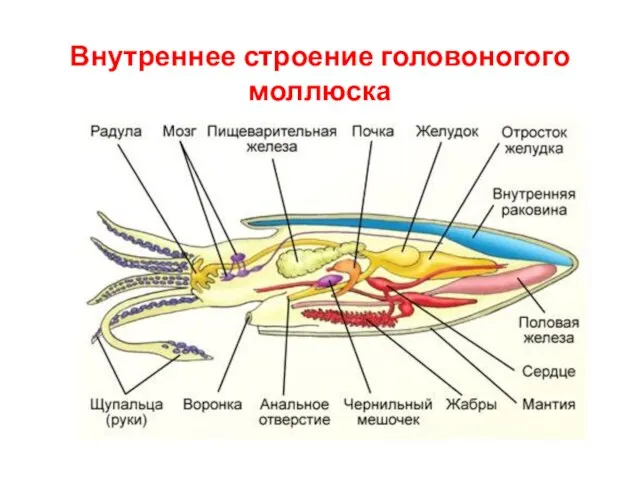 Внутреннее строение головоногого моллюска