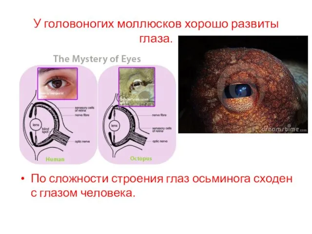 У головоногих моллюсков хорошо развиты глаза. По сложности строения глаз осьминога сходен с глазом человека.