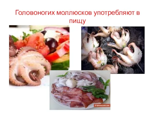 Головоногих моллюсков употребляют в пищу