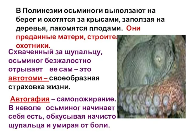 Схваченный за щупальцу, осьминог безжалостно отрывает ее сам – это автотоми –