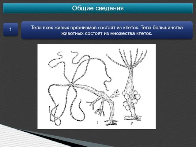 Общие сведения 1 Тела всех живых организмов состоят из клеток. Тела большинства