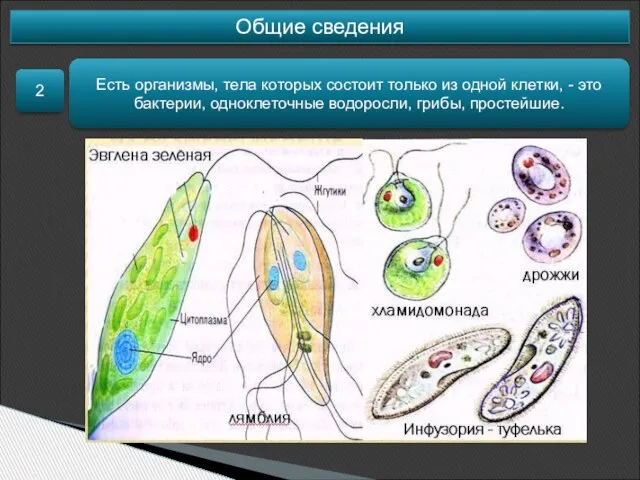 Общие сведения 2 Есть организмы, тела которых состоит только из одной клетки,