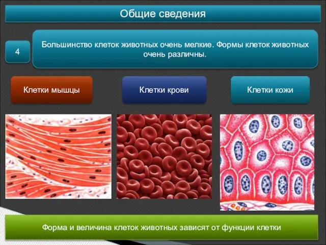 Общие сведения 4 Большинство клеток животных очень мелкие. Формы клеток животных очень