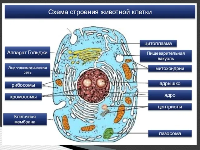 цитоплазма митохондрии хромосомы рибосомы Эндоплазматическая сеть Аппарат Гольджи ядрышко Клеточная мембрана лизосома