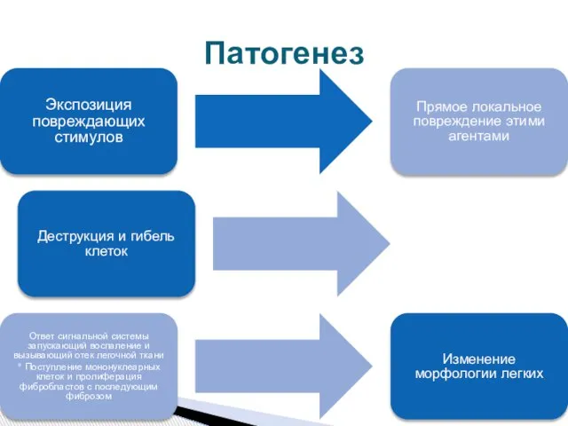 Экспозиция повреждающих стимулов Прямое локальное повреждение этими агентами Деструкция и гибель клеток