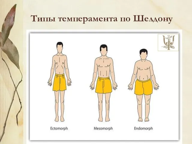 Типы темперамента по Шелдону