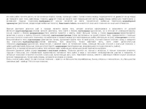 ело всех рыбок принято делить на три основных отдела: голова, туловище и