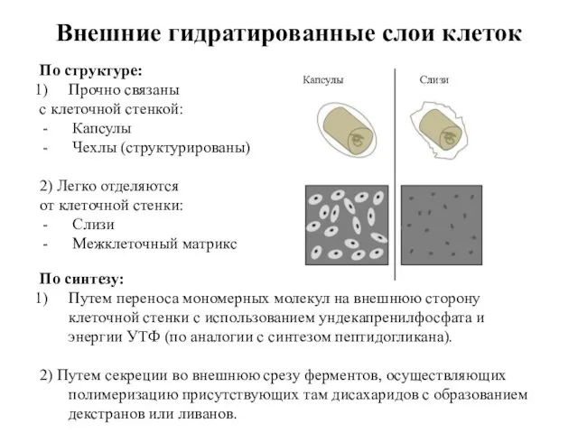 Внешние гидратированные слои клеток По структуре: Прочно связаны с клеточной стенкой: Капсулы