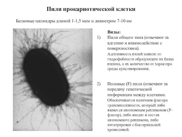 Пили прокариотической клетки Белковые цилиндры длиной 1-1,5 мкм и диаметром 7-10 нм
