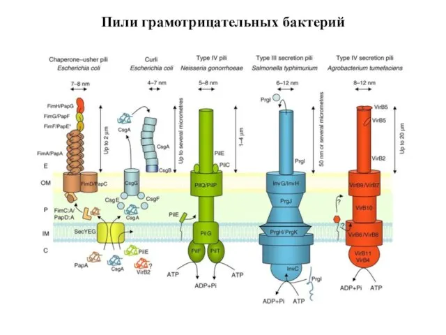 Пили грамотрицательных бактерий