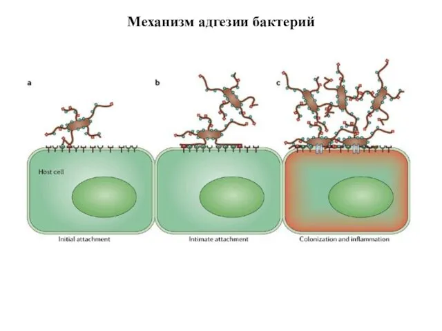 Механизм адгезии бактерий