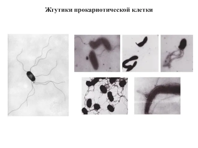 Жгутики прокариотической клетки