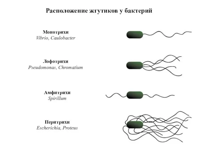 Расположение жгутиков у бактерий Монотрихи Vibrio, Caulobacter Лофотрихи Pseudomonas, Chromatium Амфитрихи Spirillum Перитрихи Escherichia, Proteus