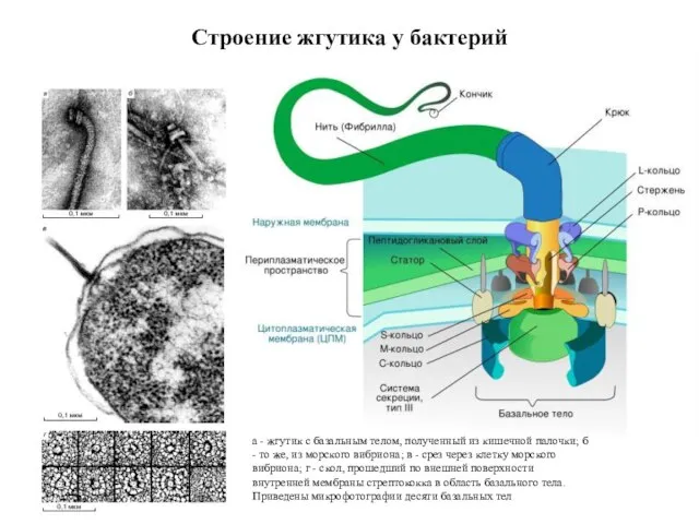 а - жгутик с базальным телом, полученный из кишечной палочки; б -