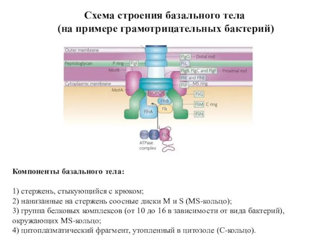 Схема строения базального тела (на примере грамотрицательных бактерий) Компоненты базального тела: 1)