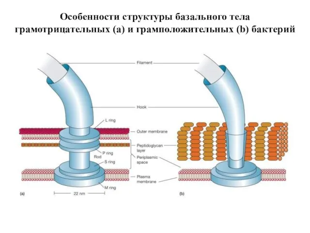 Особенности структуры базального тела грамотрицательных (а) и грамположительных (b) бактерий