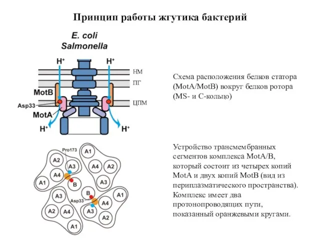 Принцип работы жгутика бактерий НМ ПГ ЦПМ Схема расположения белков статора (MotA/MotB)