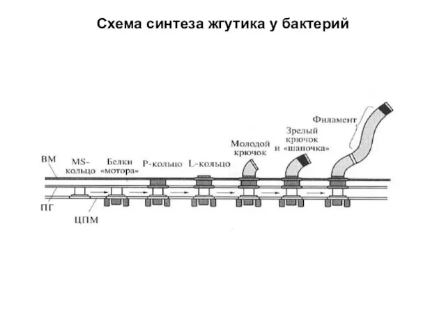 Схема синтеза жгутика у бактерий