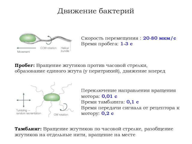 Движение бактерий Пробег: Вращение жгутиков против часовой стрелки, образование единого жгута (у