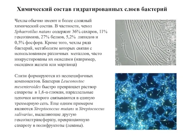 Химический состав гидратированных слоев бактерий Чехлы обычно имеют и более сложный химический