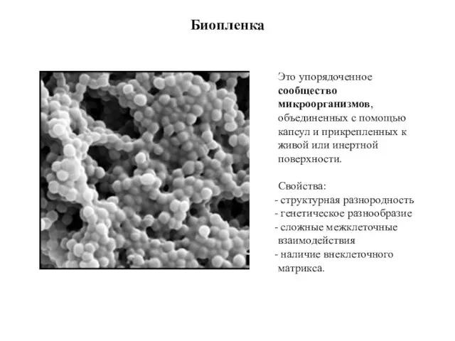 Биопленка Это упорядоченное сообщество микроорганизмов, объединенных с помощью капсул и прикрепленных к