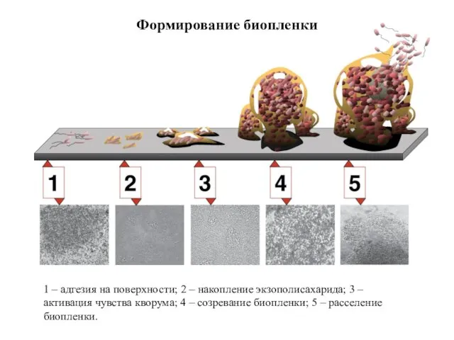 Формирование биопленки 1 – адгезия на поверхности; 2 – накопление экзополисахарида; 3