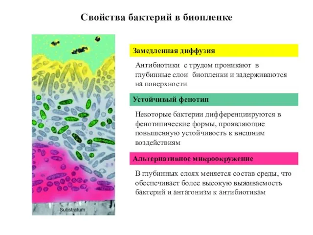 Свойства бактерий в биопленке Замедленная диффузия Антибиотики с трудом проникают в глубинные