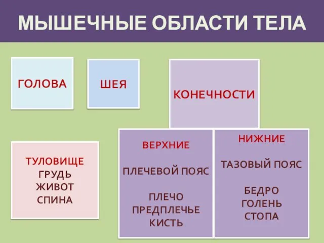 МЫШЕЧНЫЕ ОБЛАСТИ ТЕЛА ШЕЯ ТУЛОВИЩЕ ГРУДЬ ЖИВОТ СПИНА ГОЛОВА КОНЕЧНОСТИ НИЖНИЕ ТАЗОВЫЙ