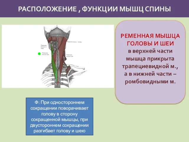 РАСПОЛОЖЕНИЕ , ФУНКЦИИ МЫШЦ СПИНЫ РЕМЕННАЯ МЫШЦА ГОЛОВЫ И ШЕИ в верхней